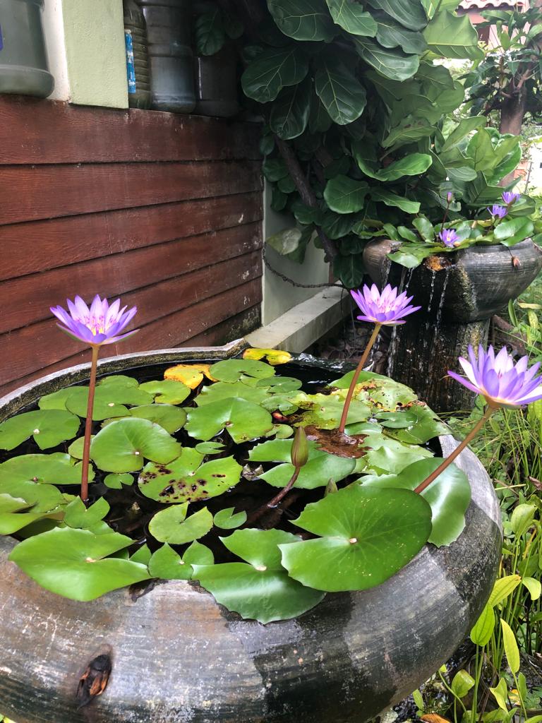 alzheimer, brain, cancer, acupuncture